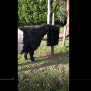 *Cow Scratching Brush on a pole