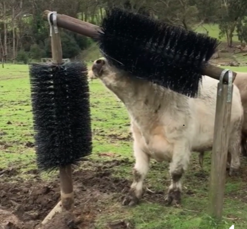 COW SCRATCHING BRUSH